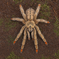 Psalmopoeus Cambridgei L1/L6