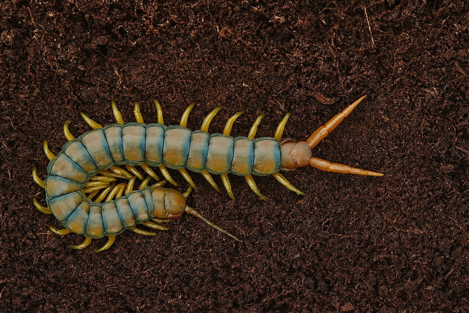 Skolopendra Cingulata L4(ok.5cm)