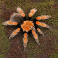 Brachypelma Boehmei L3/L4