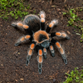 Brachypelma Emilia L2/L3