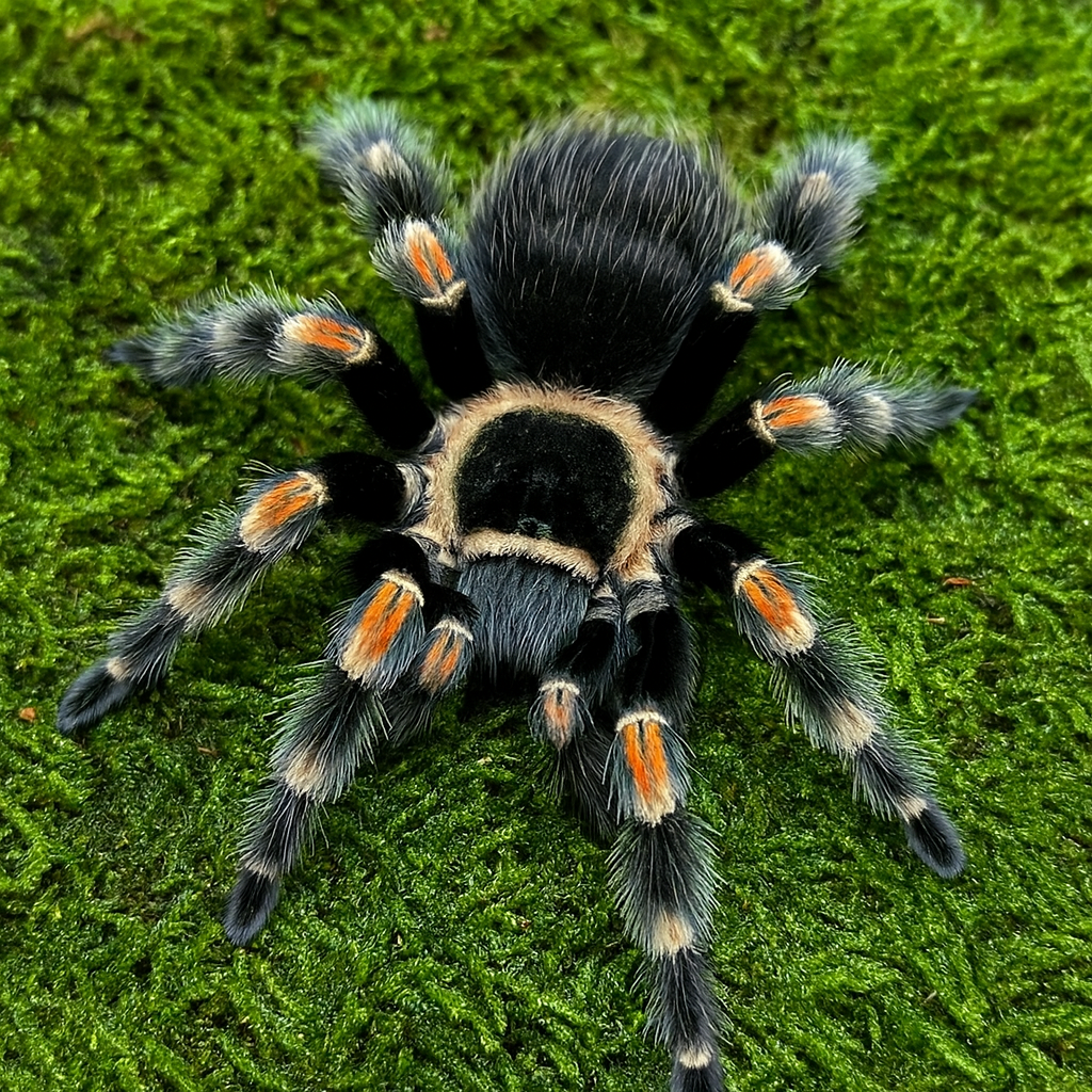 Brachypelma Hamorii L3