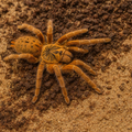 Pterinochilus Murinus Usambara L5