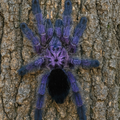 Avicularia Purpurea L3