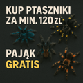 Pająk GRATIS za wydane 120zł na pająki!