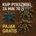 Pająk GRATIS za wydane 70 zł na pająki!