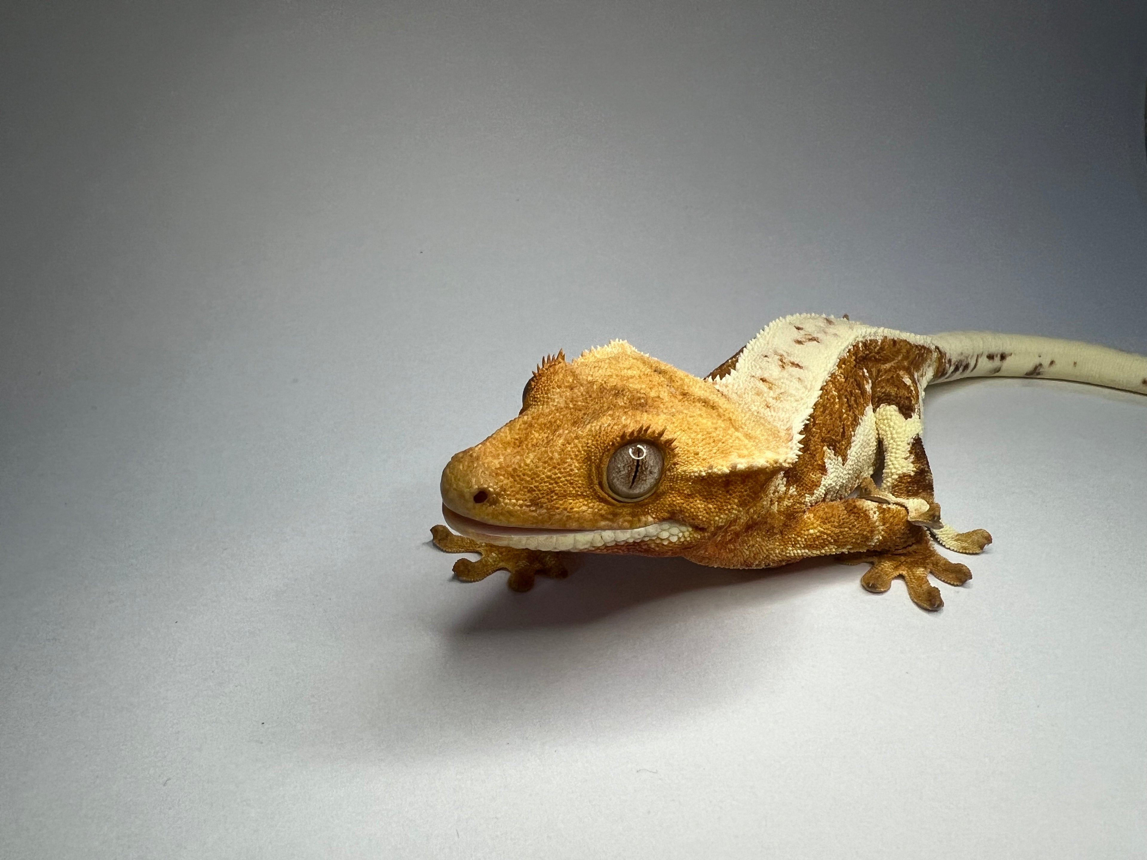 Gekon Orzęsiony Lilly White Samica